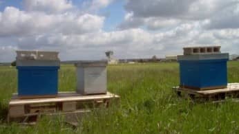 aerodrome-chavenay-villepreux-lfpx-ruches